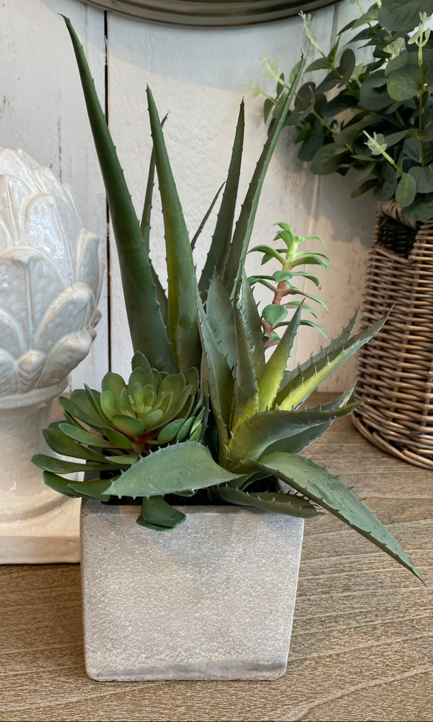 Cactus Pot