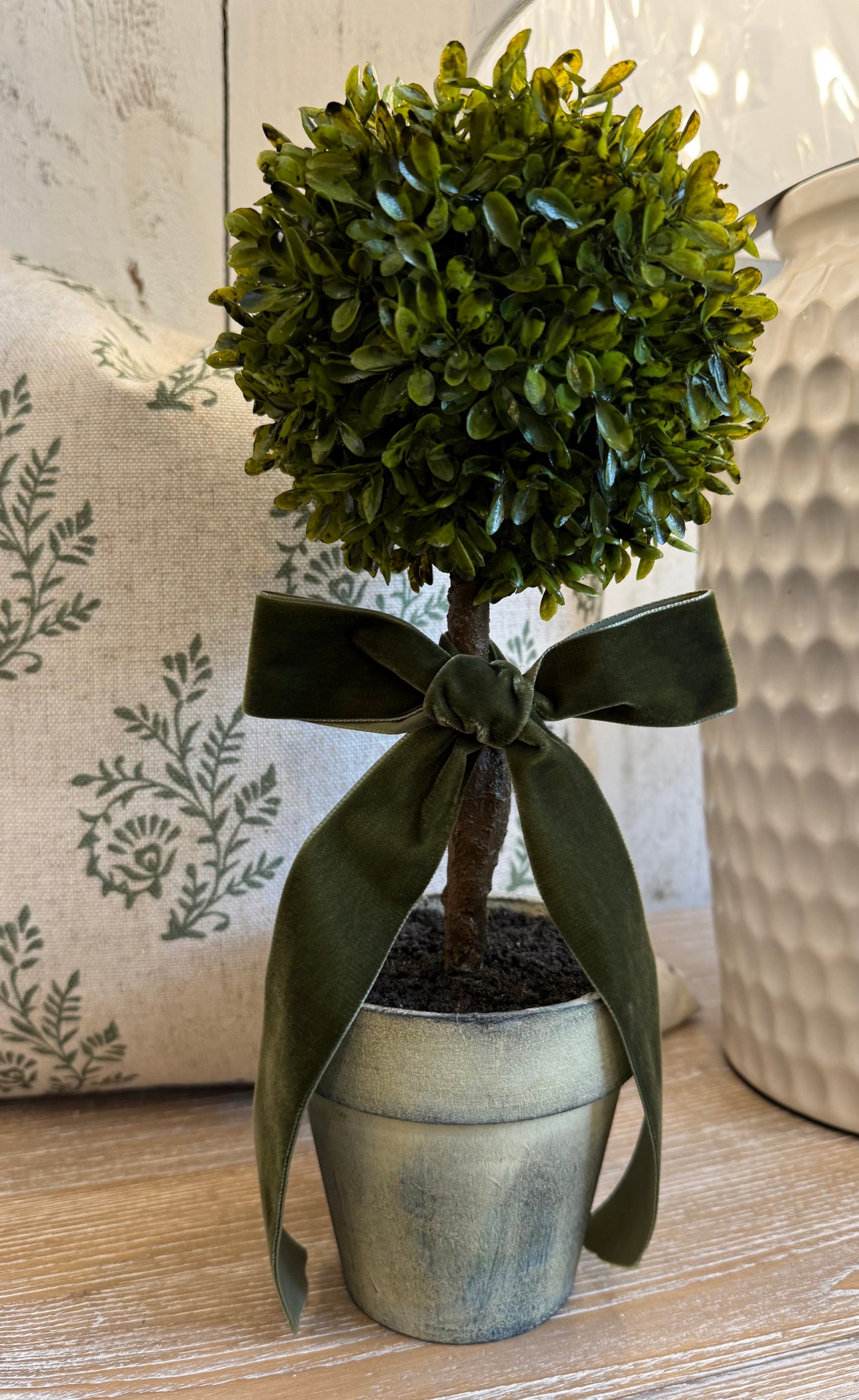 Mini Baytree in Pot