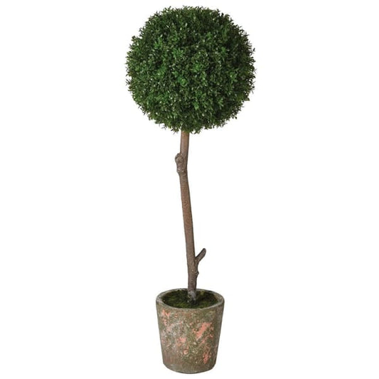 Boxwood Tree Medium