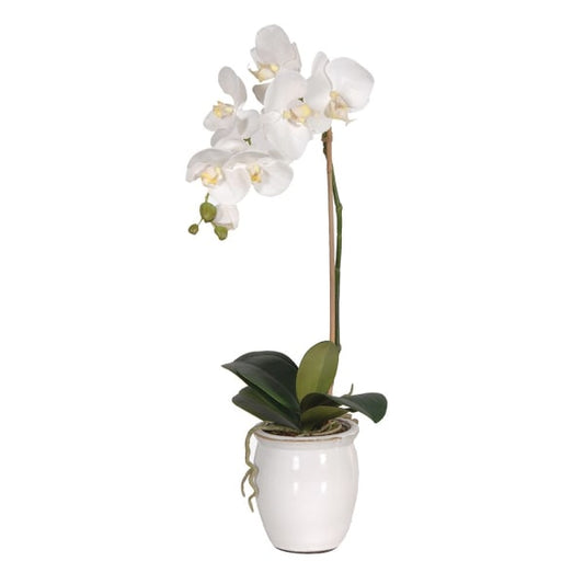 White Orchid in a Cream Glazed Pot