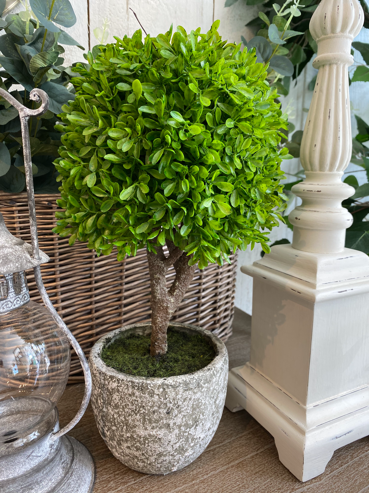 Mini Boxwood Tree