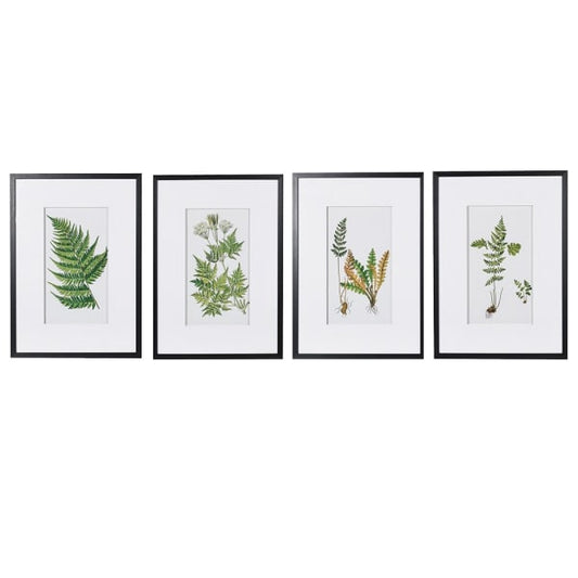 Fern Pictures Set of 4