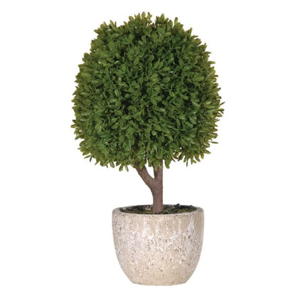 Mini Boxwood Tree