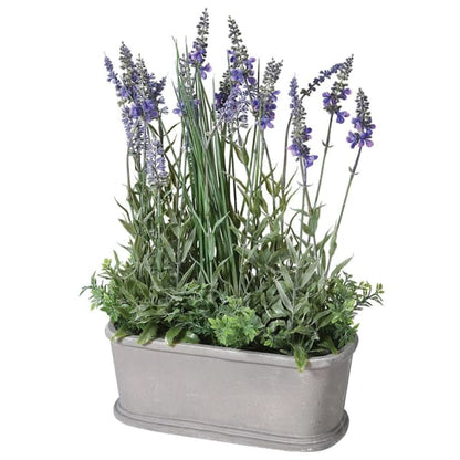 Potted Lavender Plant