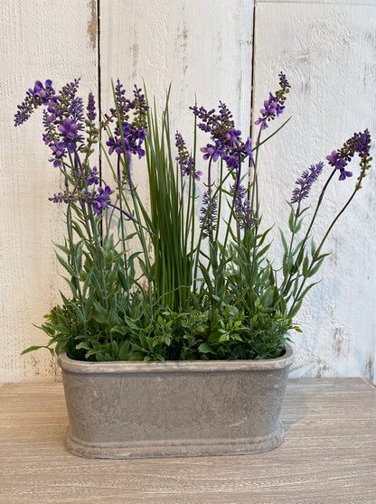 Potted Lavender Plant