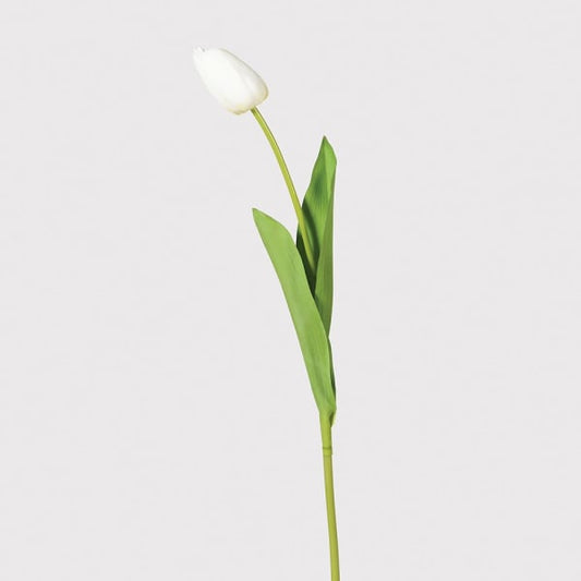 White Tulip Bud with Leaves