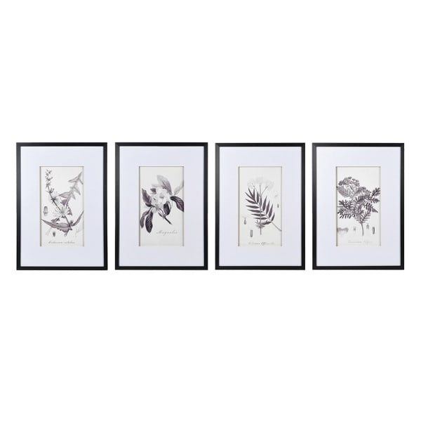 Botanical Pictures Set of 4