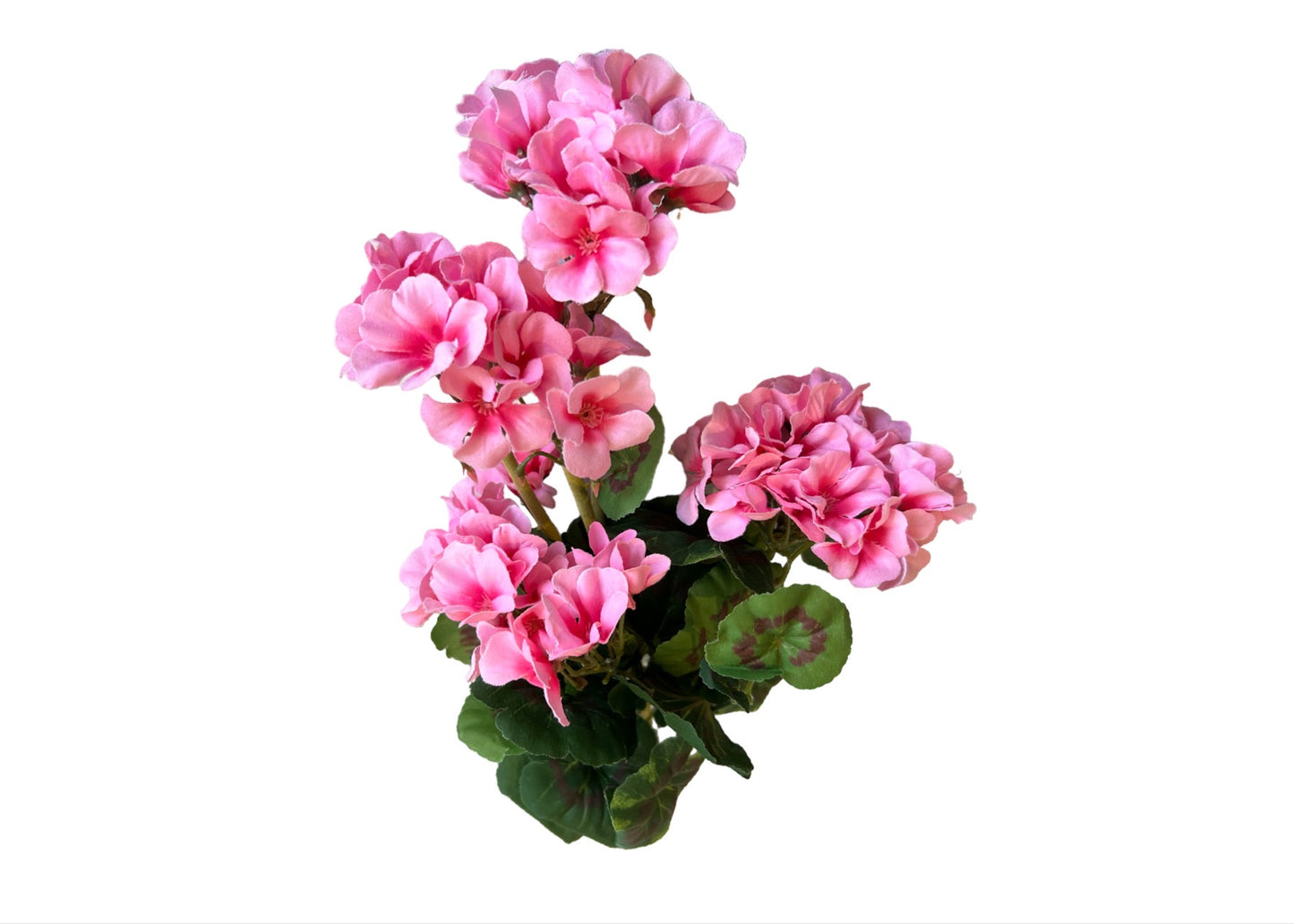 Geranium Bunch Pink