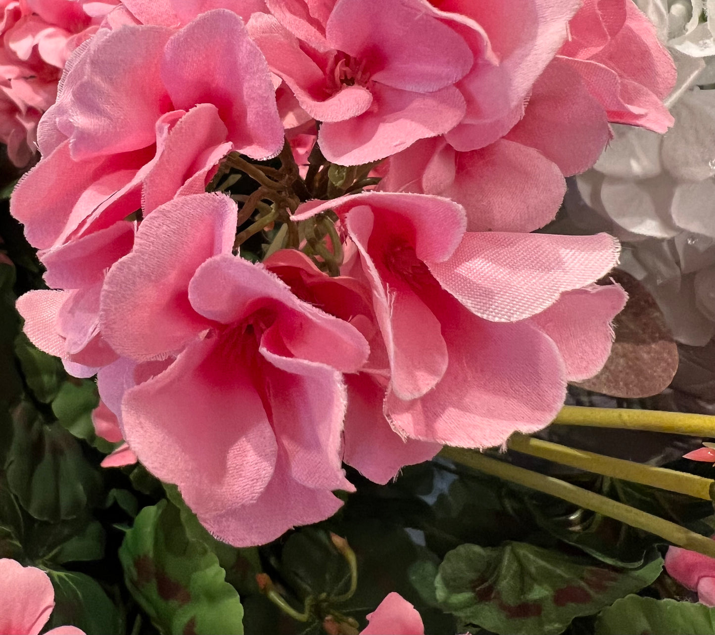 Geranium Bunch Pink