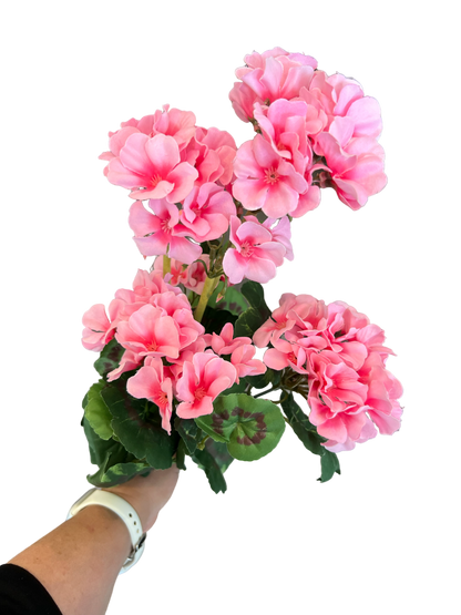 Geranium Bunch Pink